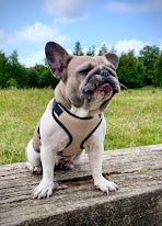 Pet Dog / Cat Harness For Small Medium Larger Dogs PDF Sewing Pattern