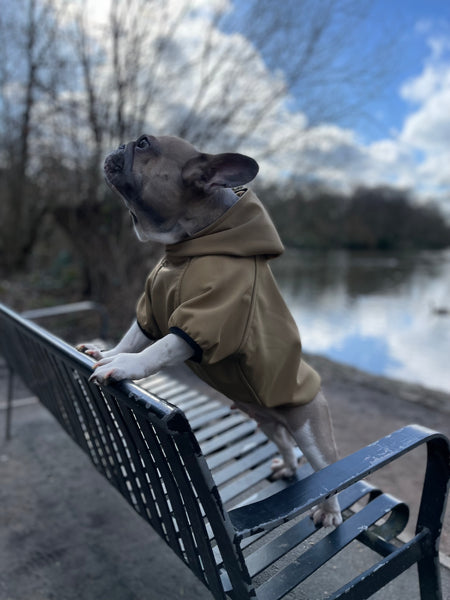 Sudadera con capucha para perro/gato para perros pequeños, medianos y grandes, patrón de costura PDF